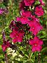 Phlox Spätamaranth